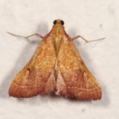Endotricha pyrosalis (A Pyralid moth) at Melba, ACT - 31 Jan 2021 by kasiaaus
