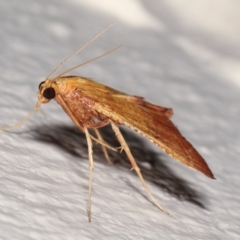 Endotricha pyrosalis at Melba, ACT - 1 Feb 2021