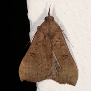 Rhapsa suscitatalis at Melba, ACT - 1 Feb 2021 11:20 PM