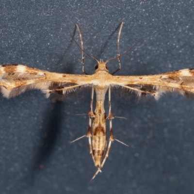 Sphenarches anisodactylus (Geranium Plume Moth) at Melba, ACT - 1 Feb 2021 by kasiaaus