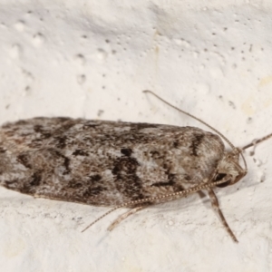 Philobota philostaura at Melba, ACT - 1 Feb 2021 11:23 PM