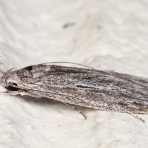 Leistarcha undescribed species at Melba, ACT - 1 Feb 2021 11:25 PM