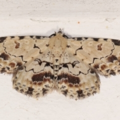 Sandava scitisignata (A noctuid moth) at Melba, ACT - 1 Feb 2021 by kasiaaus