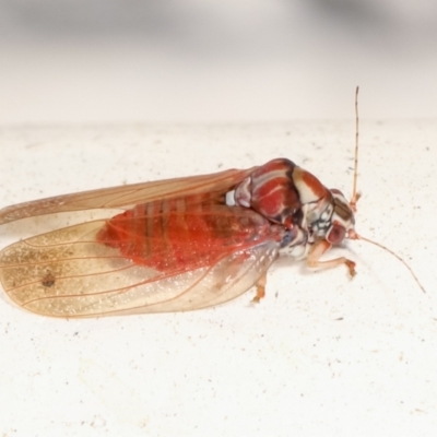 Lasiopsylla sp. (genus) (Psyllid or Lerp insect) at Melba, ACT - 2 Feb 2021 by kasiaaus