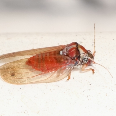 Lasiopsylla sp. (genus) (Psyllid or Lerp insect) at Melba, ACT - 1 Feb 2021 by kasiaaus