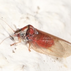 Lasiopsylla sp. (genus) at Melba, ACT - 2 Feb 2021