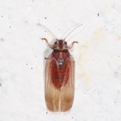 Lasiopsylla sp. (genus) at Melba, ACT - 2 Feb 2021