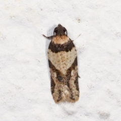 Clarana clarana (A Tortricid moth) at Melba, ACT - 1 Feb 2021 by kasiaaus