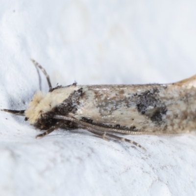 Monopis argillacea (A Clothes moth (Tineidae)) at Melba, ACT - 1 Feb 2021 by kasiaaus