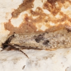 Monopis argillacea at Melba, ACT - 1 Feb 2021