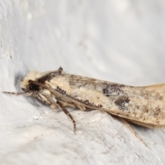 Monopis argillacea at Melba, ACT - 1 Feb 2021