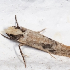 Monopis argillacea at Melba, ACT - 1 Feb 2021