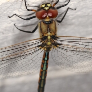 Hemicordulia tau at Melba, ACT - 1 Feb 2021 11:58 PM