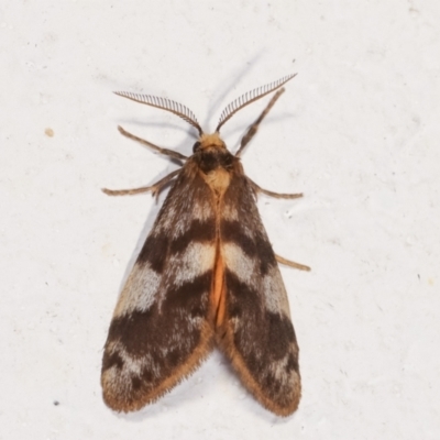 Anestia (genus) (A tiger moth) at Melba, ACT - 2 Feb 2021 by kasiaaus