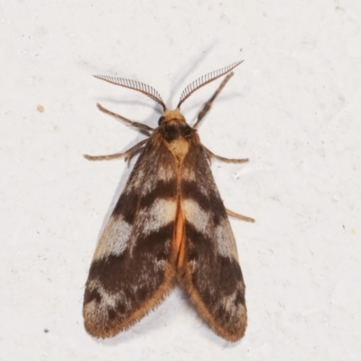 Anestia (genus) (A tiger moth) at Melba, ACT - 1 Feb 2021 by kasiaaus