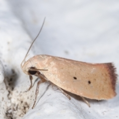 Acanthodela protophaes (A Concealer moth) at Melba, ACT - 2 Feb 2021 by kasiaaus