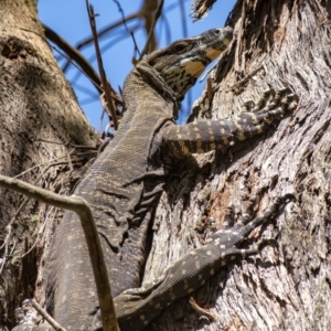 Varanus varius at Penrose - suppressed