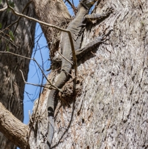 Varanus varius at Penrose - suppressed