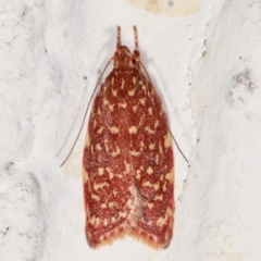Syringoseca rhodoxantha (A concealer moth) at Melba, ACT - 2 Feb 2021 by kasiaaus