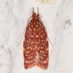 Syringoseca rhodoxantha (A Concealer moth (Wingia group)) at Melba, ACT - 2 Feb 2021 by kasiaaus