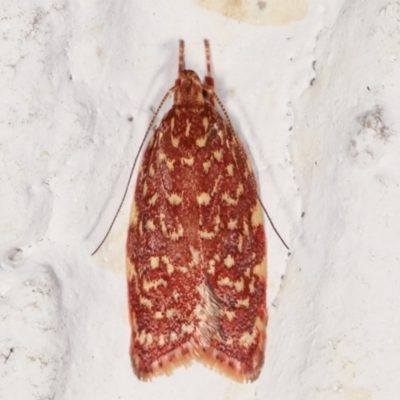 Syringoseca rhodoxantha (A Concealer moth (Wingia group)) at Melba, ACT - 2 Feb 2021 by kasiaaus