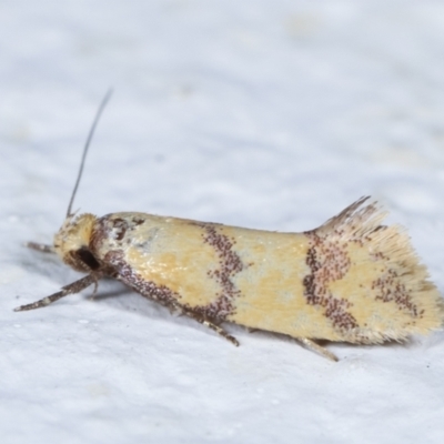 Psaroxantha calligenes (Psaroxantha calligenes) at Melba, ACT - 2 Feb 2021 by kasiaaus