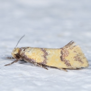 Psaroxantha calligenes at Melba, ACT - 2 Feb 2021