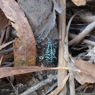 Chrysolopus spectabilis (Botany Bay Weevil) at Cotter River, ACT - 7 Feb 2021 by GirtsO