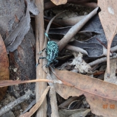 Chrysolopus spectabilis at Cotter River, ACT - 7 Feb 2021 02:28 PM