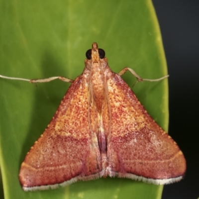 Endotricha pyrosalis (A Pyralid moth (Endotrichinae) at Melba, ACT - 2 Feb 2021 by kasiaaus