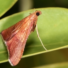 Endotricha pyrosalis at Melba, ACT - 2 Feb 2021