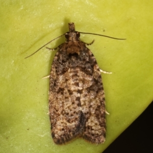 Thrincophora impletana at Melba, ACT - 2 Feb 2021