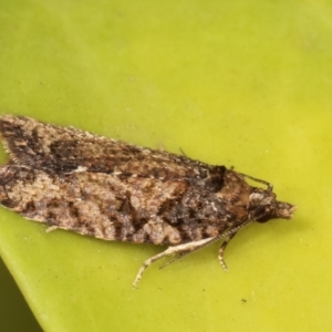 Thrincophora impletana at Melba, ACT - 2 Feb 2021