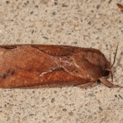 Elhamma australasiae at Melba, ACT - 2 Feb 2021 11:40 PM