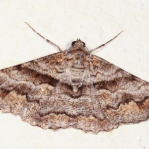 Gastrinodes bitaeniaria at Melba, ACT - 3 Feb 2021