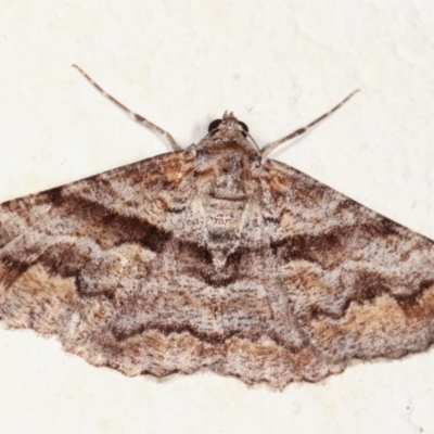 Gastrinodes bitaeniaria (Buff Bark Moth) at Melba, ACT - 2 Feb 2021 by kasiaaus