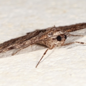 Gastrinodes bitaeniaria at Melba, ACT - 3 Feb 2021