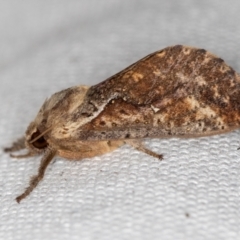 Elhamma australasiae (A Swift or Ghost moth (Hepialidae)) at Melba, ACT - 5 Feb 2021 by Bron