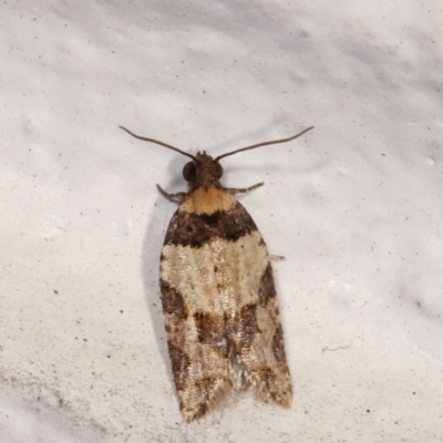 Clarana clarana (A Tortricid moth) at Melba, ACT - 2 Feb 2021 by kasiaaus