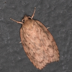 Garrha (genus) (A concealer moth) at Melba, ACT - 5 Feb 2021 by Bron