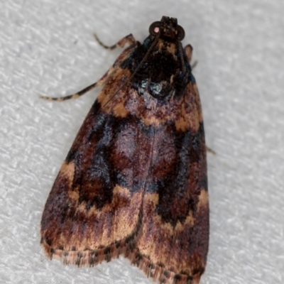 Araeopaschia sp. ANIC19 (A Pyralid moth (Epipaschinae) at Melba, ACT - 7 Feb 2021 by Bron