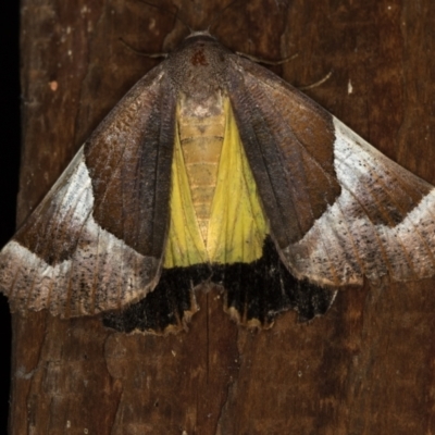 Niceteria macrocosma (Showy Geometrid) at Melba, ACT - 7 Feb 2021 by Bron