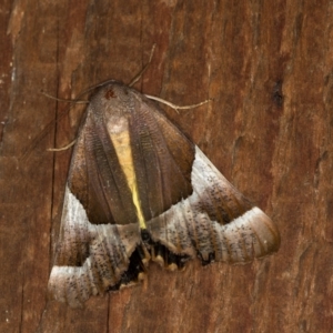 Niceteria macrocosma at Melba, ACT - 7 Feb 2021