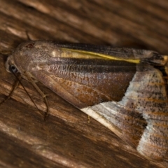 Niceteria macrocosma at Melba, ACT - 7 Feb 2021