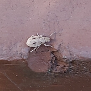 Eurymetopus birabeni at Kambah, ACT - 7 Feb 2021