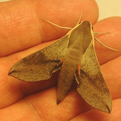 Hippotion scrofa (Coprosma Hawk Moth) at Conder, ACT - 2 Feb 2021 by MichaelBedingfield