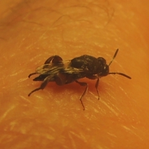 Chalcididae (family) at Conder, ACT - 1 Feb 2021