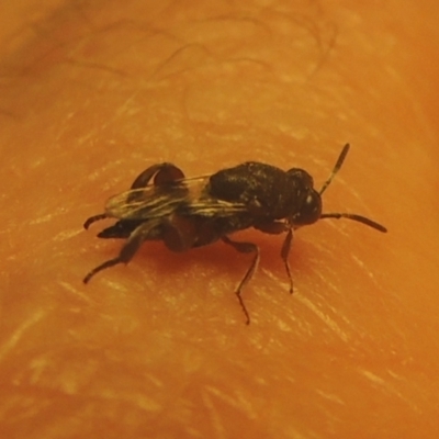 Chalcididae (family) (Unidentified chalcid wasp) at Conder, ACT - 1 Feb 2021 by michaelb