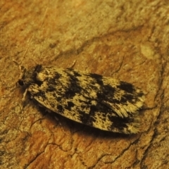 Barea codrella (A concealer moth) at Conder, ACT - 26 Dec 2020 by MichaelBedingfield