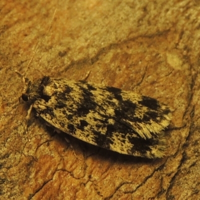 Barea codrella (A concealer moth) at Conder, ACT - 26 Dec 2020 by MichaelBedingfield